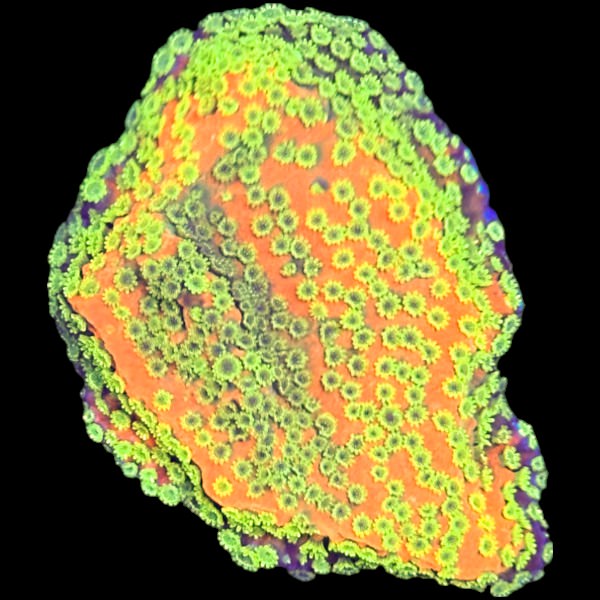 Tyree Sunset Montipora Frag A