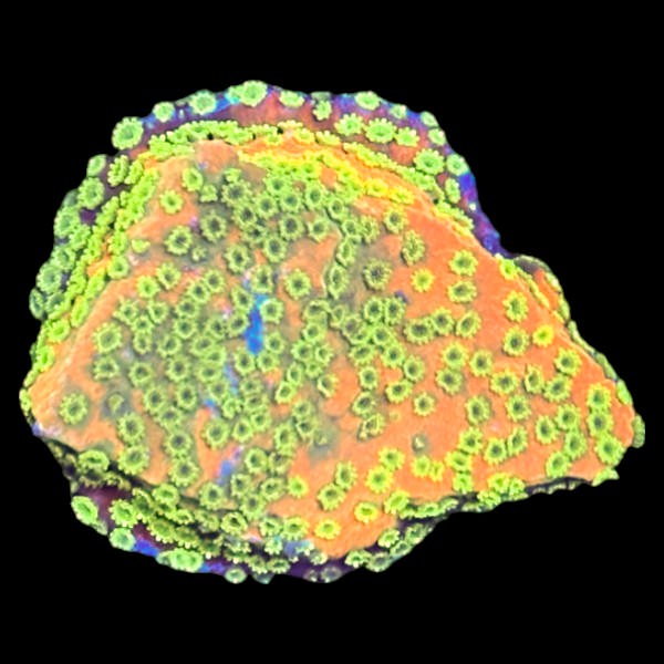 Tyree Sunset Montipora Frag B