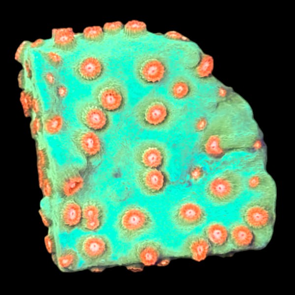 Meteor Shower Cyphastrea Frag B - WYSIWYG