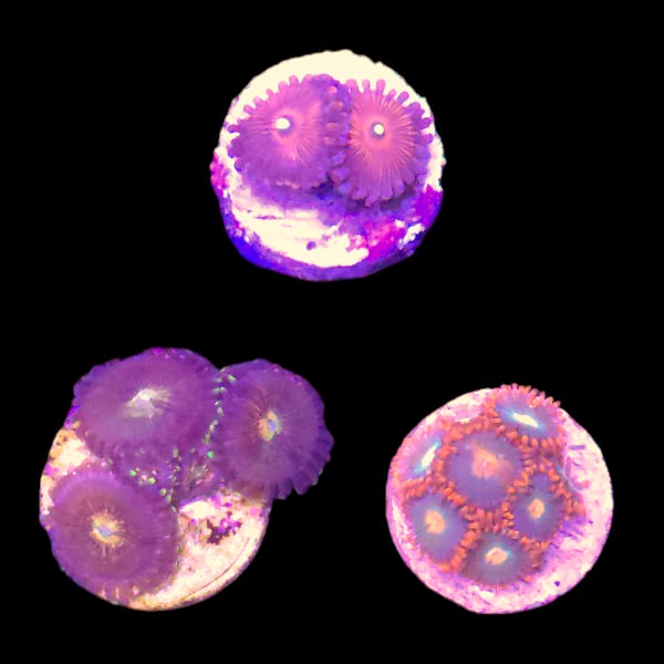 Zoanthids Coral Pack 7 - WYSIWYG