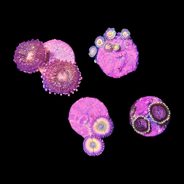 Zoanthids Coral Pack 5