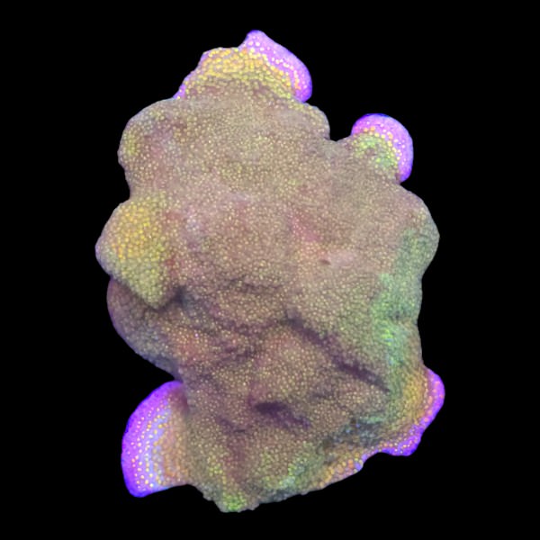 Rainbow Montipora Large Frag - A