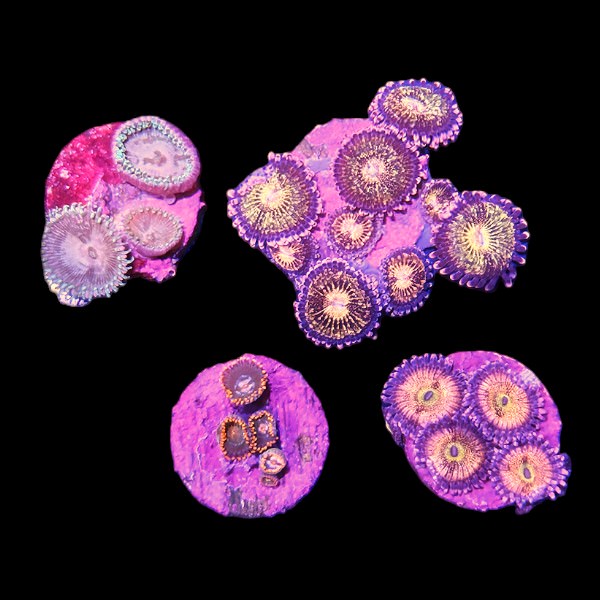Zoanthids Coral Pack 2