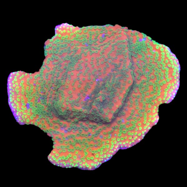 Rainbow Montipora Frag