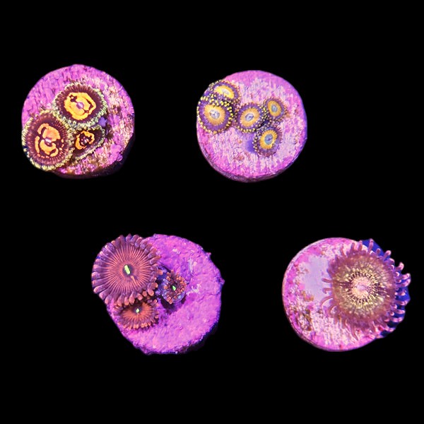 Zoanthids Coral Pack 3