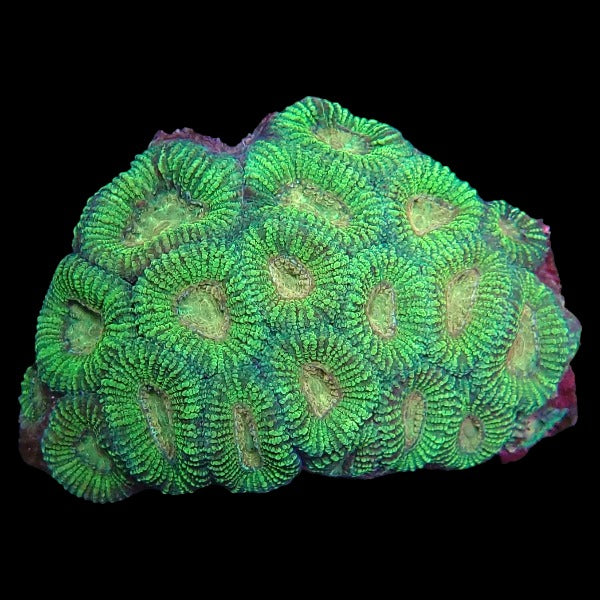 Green Favia Brain Colony - A