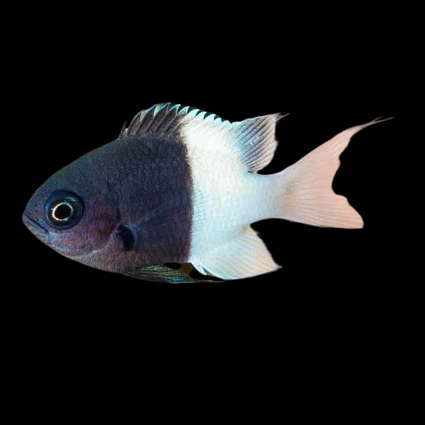 Bicolor chromis
