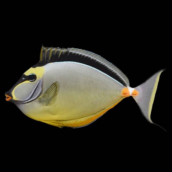 Naso Unicornfish
