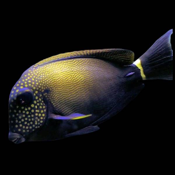 White Freckle Faced Tang