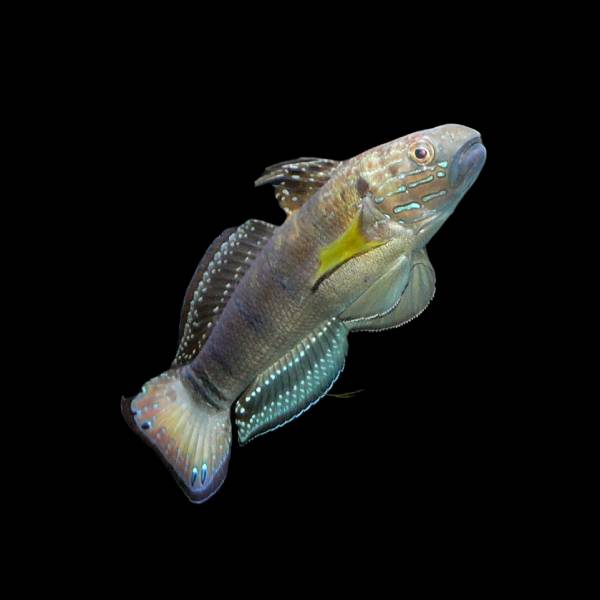 Whitebarred Goby