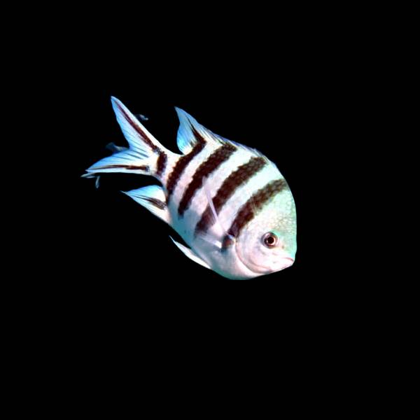 Scissor-tail Sergeant Major Damsel