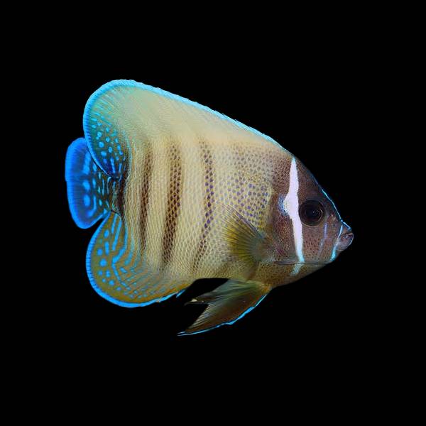 Six Bar Angelfish