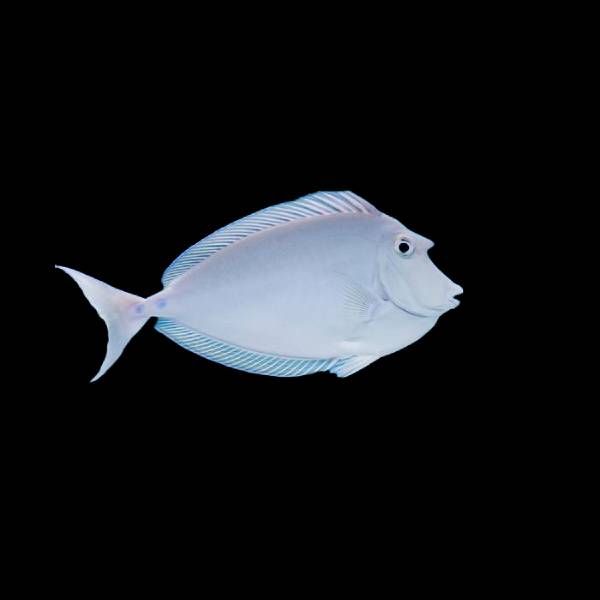 Spotted Unicorn Tang