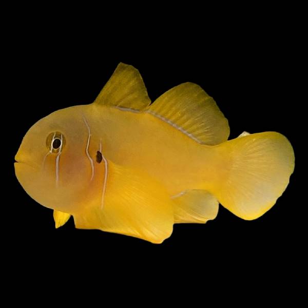 Citrinus Clown Goby