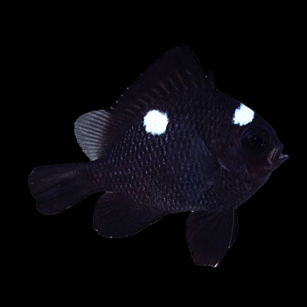 Threespot Domino Damsel