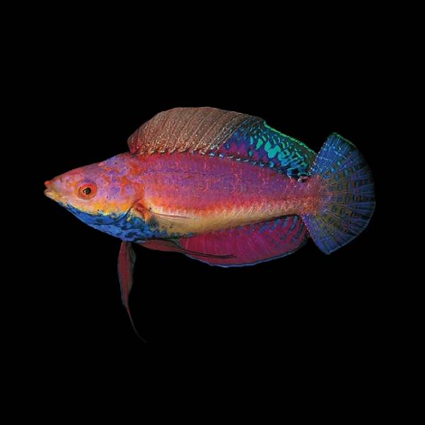 Tonozukai's Fairy-wrasse