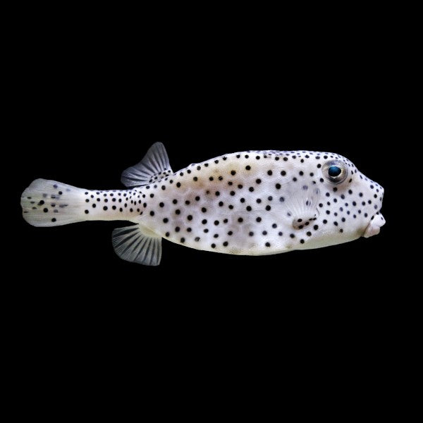 Shortnose Boxfish (Medium)