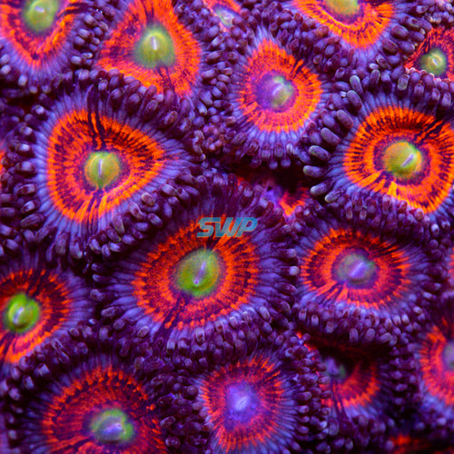 Armor of God Zoanthid