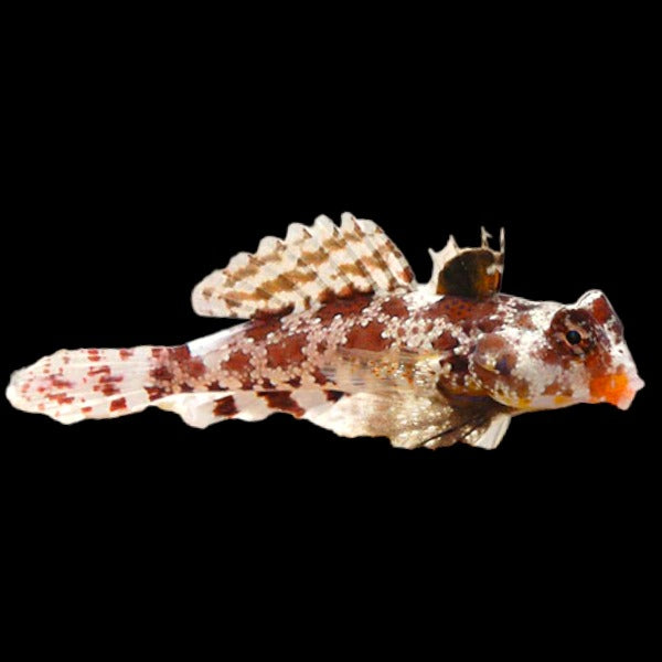 Bartel's Red Spotted Dragonet
