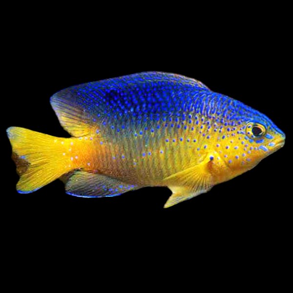 Beaugregory Damsel
