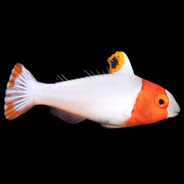 Bicolor Parrotfish Juvenile (Small)