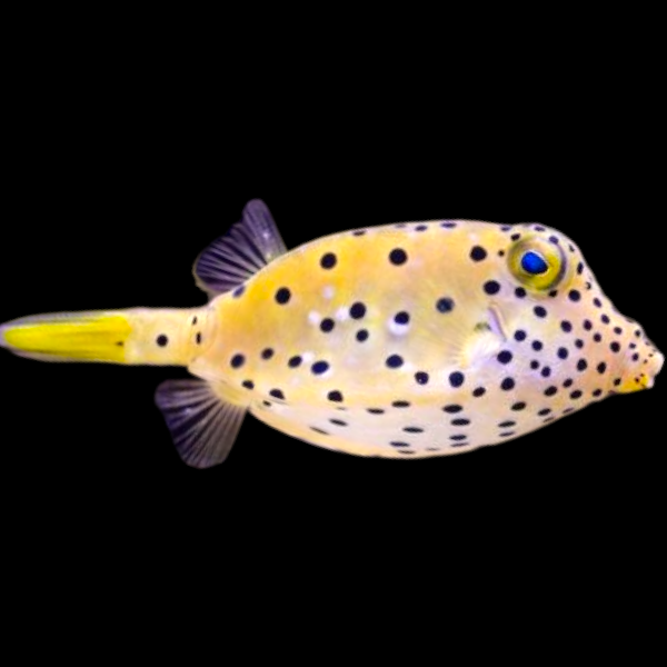 Black-Spotted Boxfish