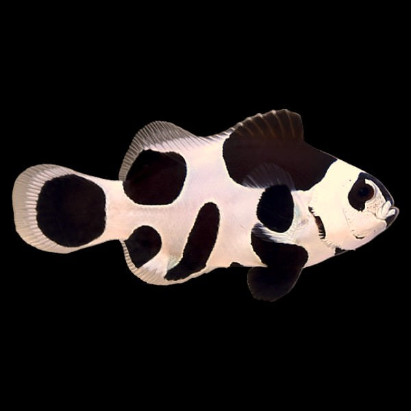 Black Storm Clownfish (Captive Bred)