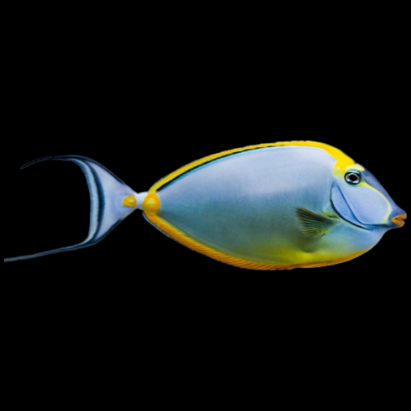 Blonde Naso Unicornfish (XXLarge) with streamer
