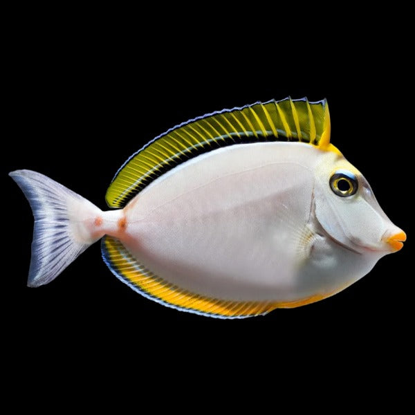 Blonde Naso Unicornfish (XLarge) with streamer