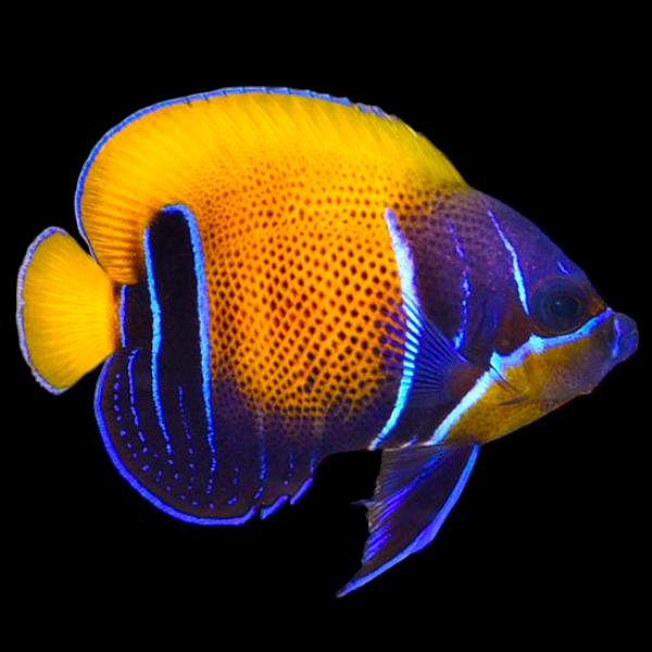 Blue-Girdled Angelfish