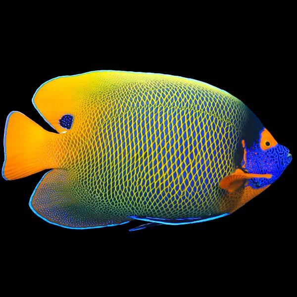 Blue-faced Angelfish 
