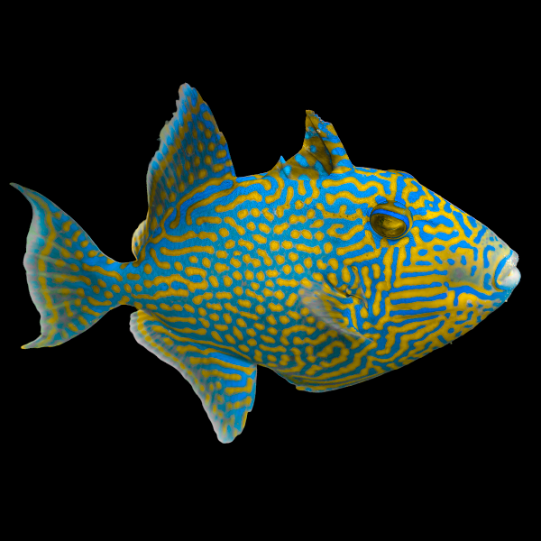 Bluelined Triggerfish