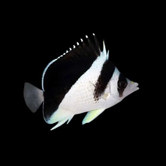 Burges's Butterflyfish   Chaetodon burgessi