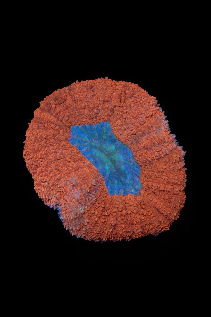 WYSIWYG Symphyllia Colony