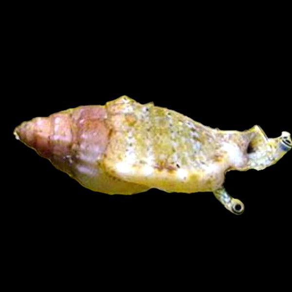 Wilson's Stalk-eye Conch Snail