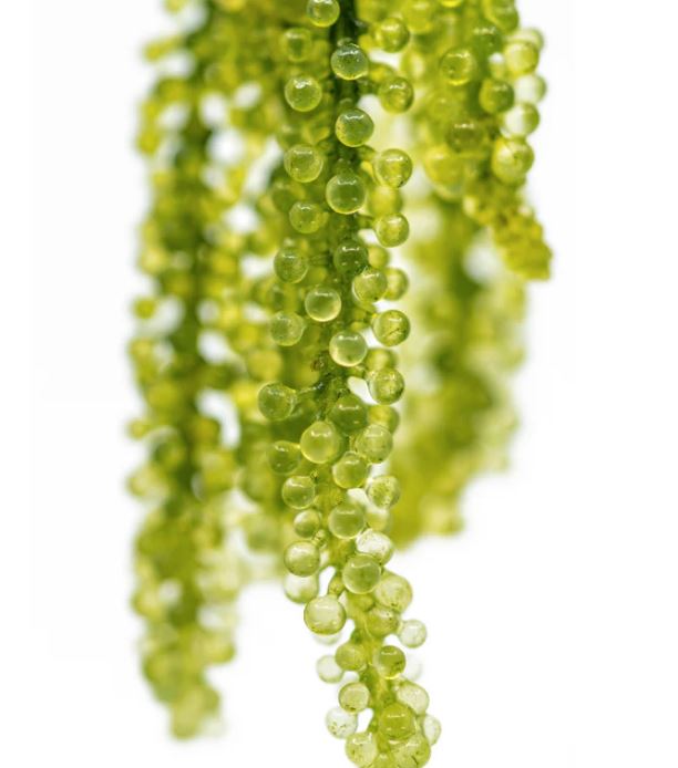 Grape Caulerpa