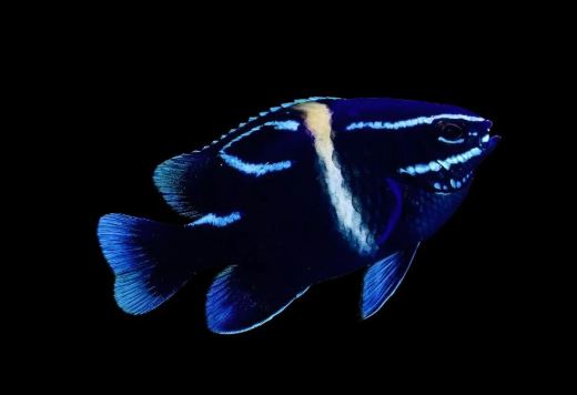 Blue Velvet Damselfish