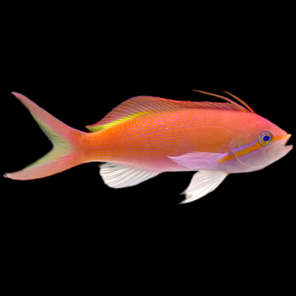 Carberryi Anthias