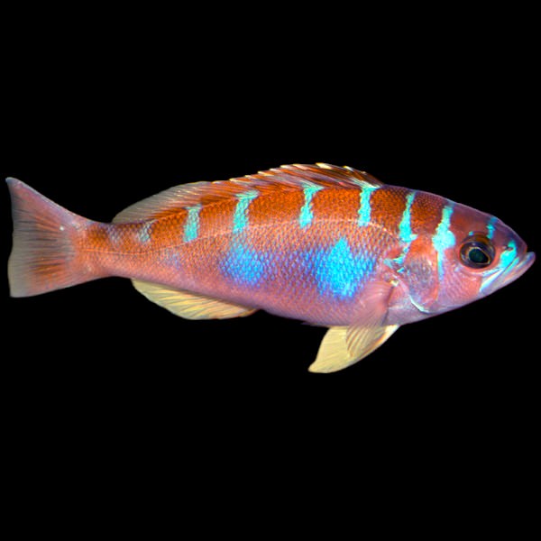 Chalk bass