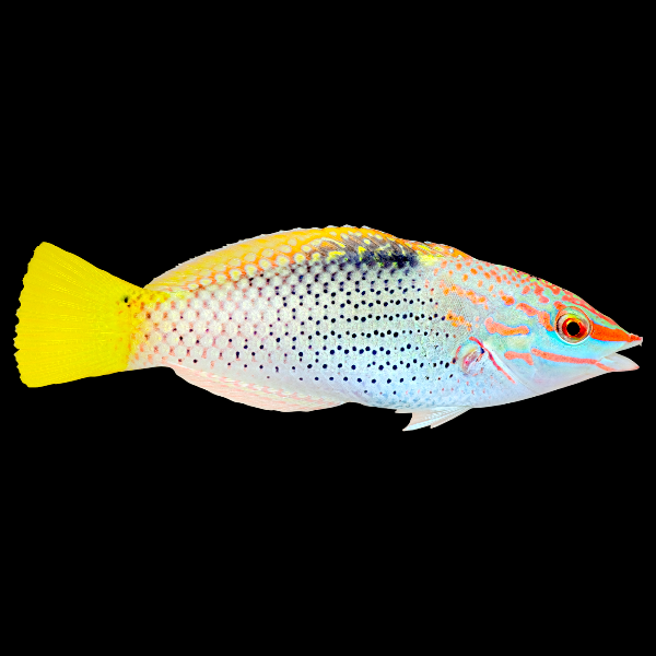 Checkerboard Wrasse (Large)