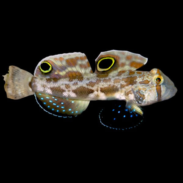 Crab-eyed Goby