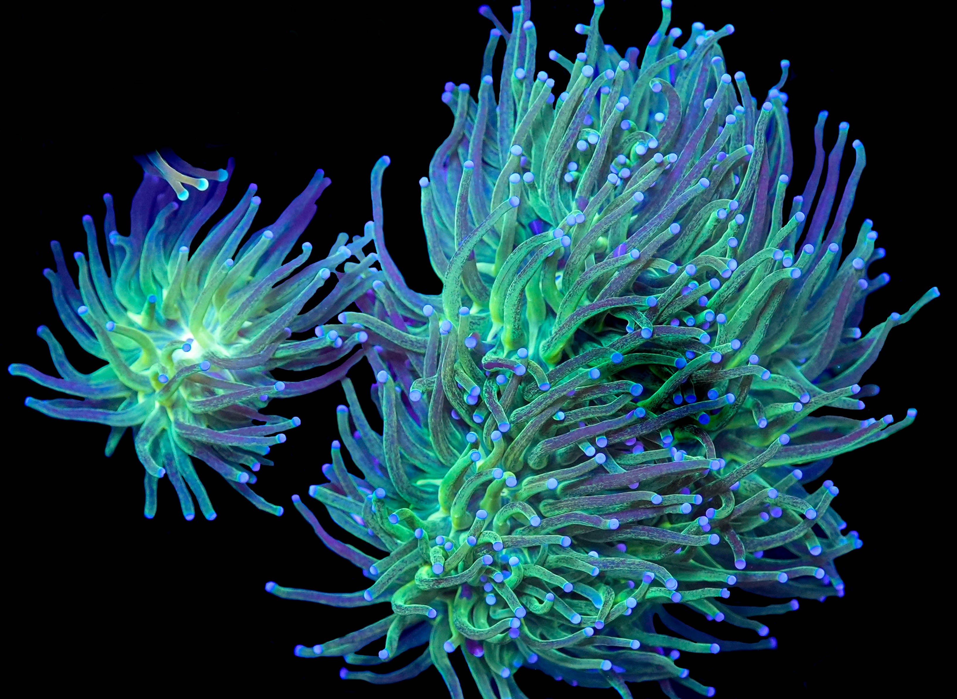 Striped Torch Single Polyp