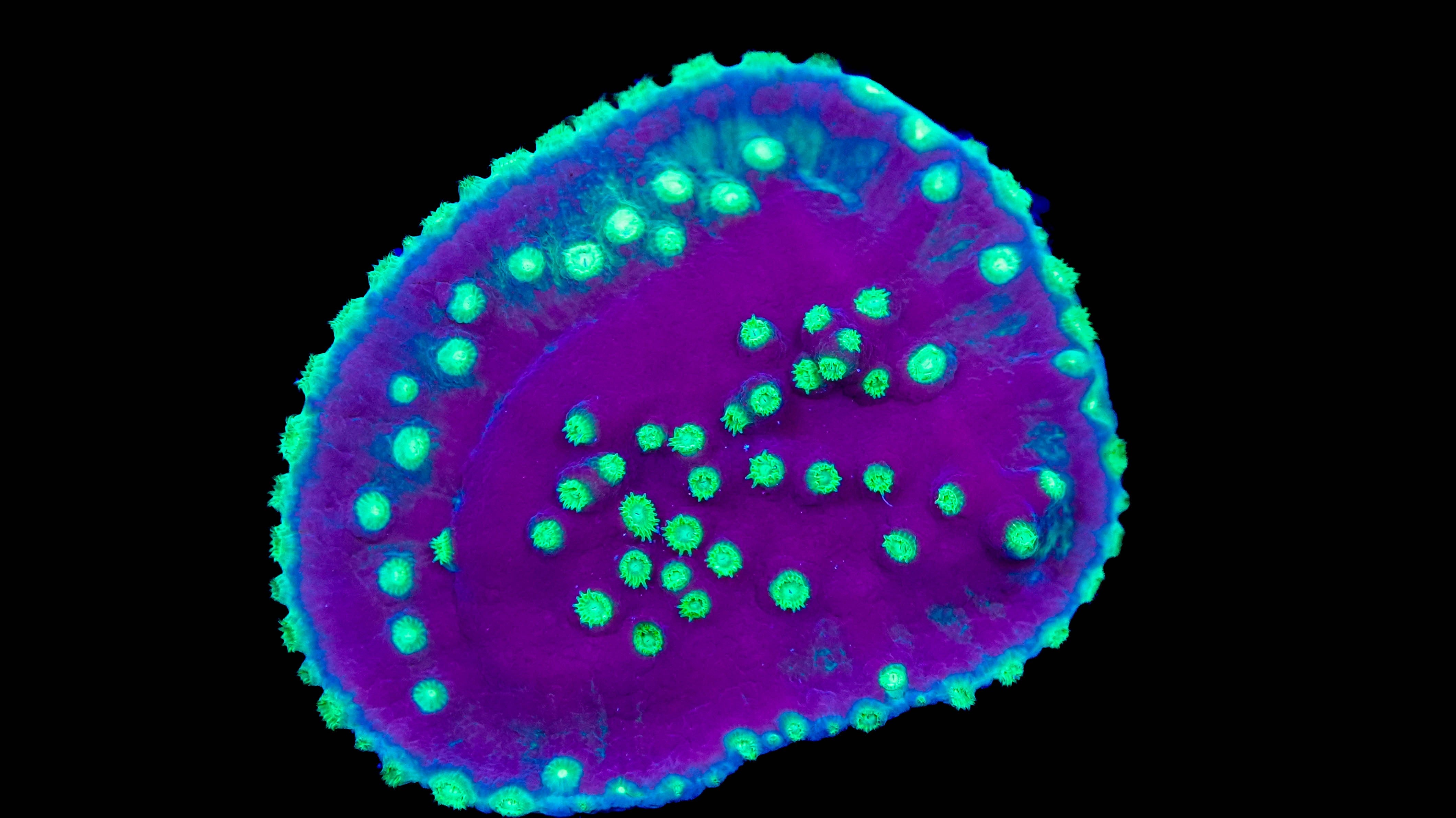 Purple Scroll Turbinaria Coral