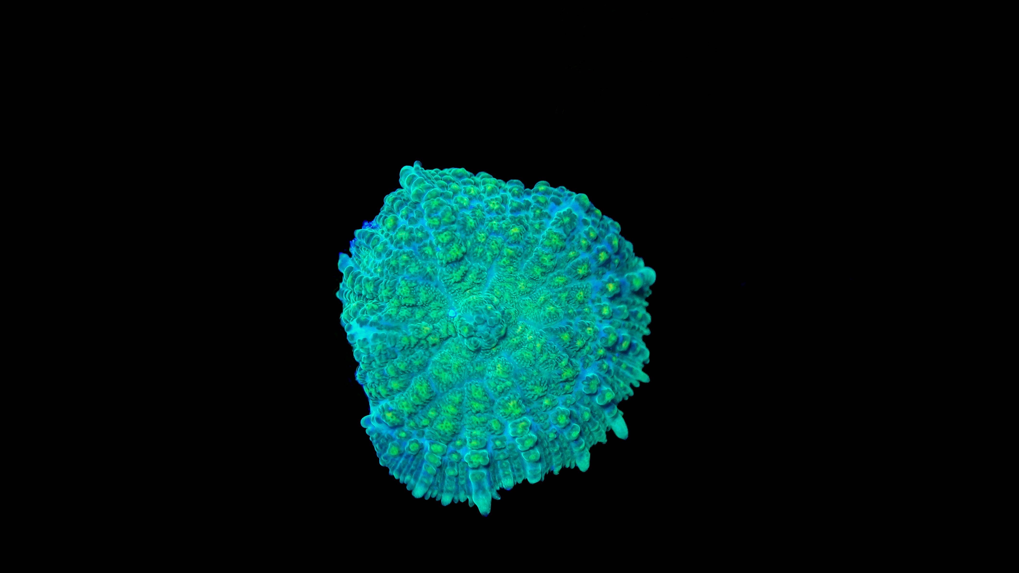 Green Rhodactis Mushroom