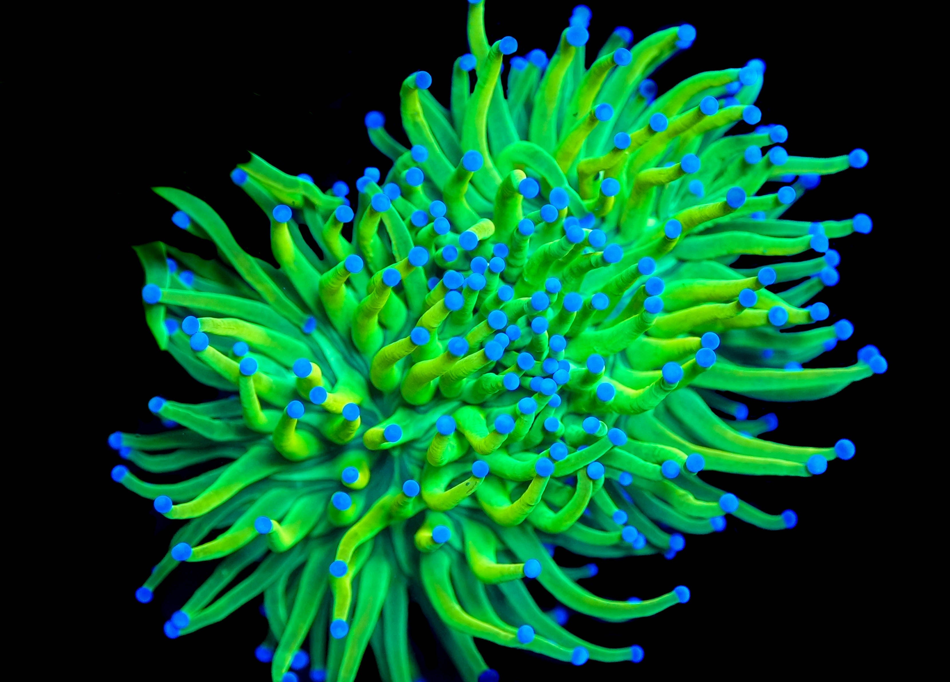 Neon Green Blue Tip Torch