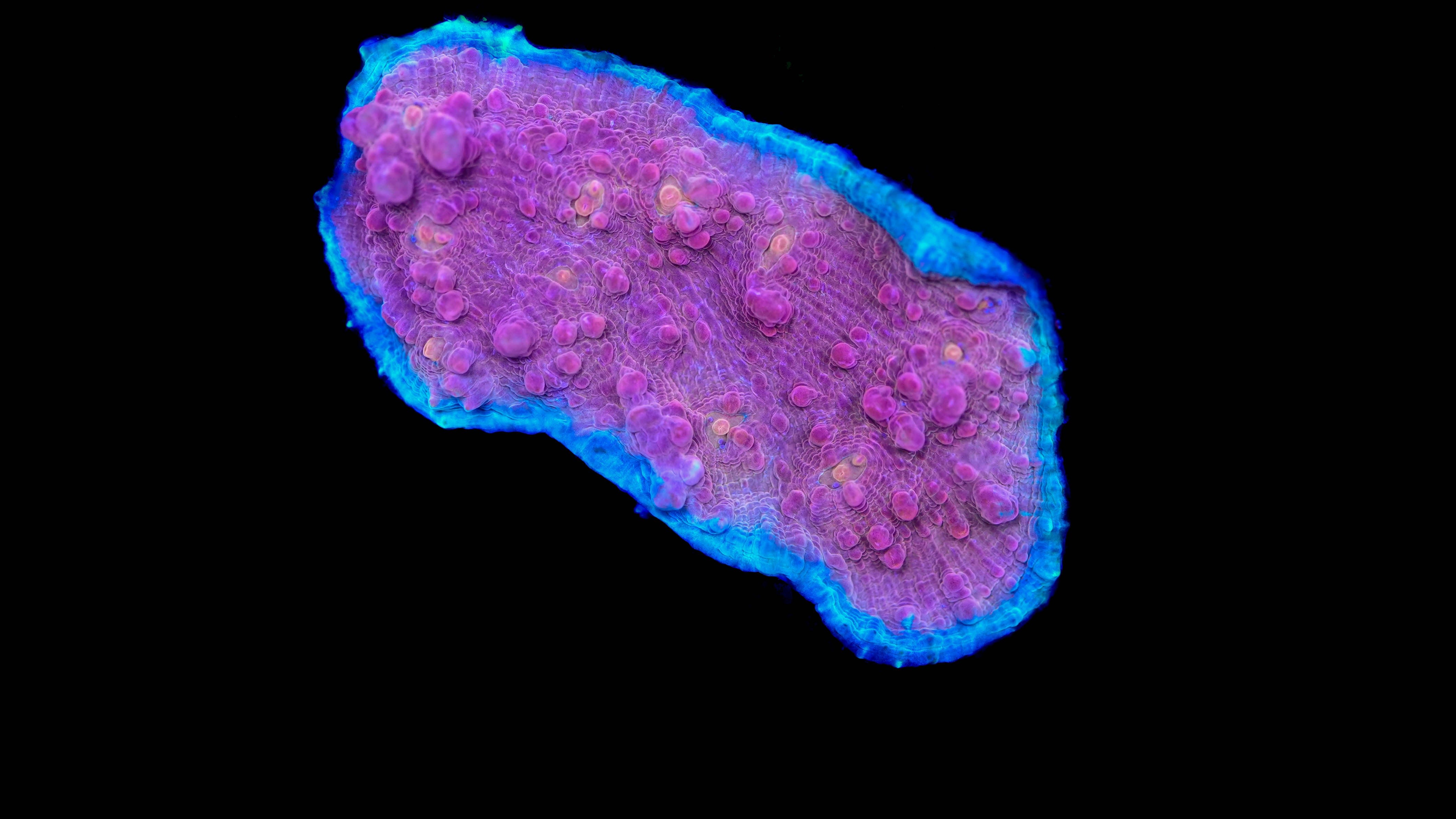 WYSWYG Pink Chalice Coral