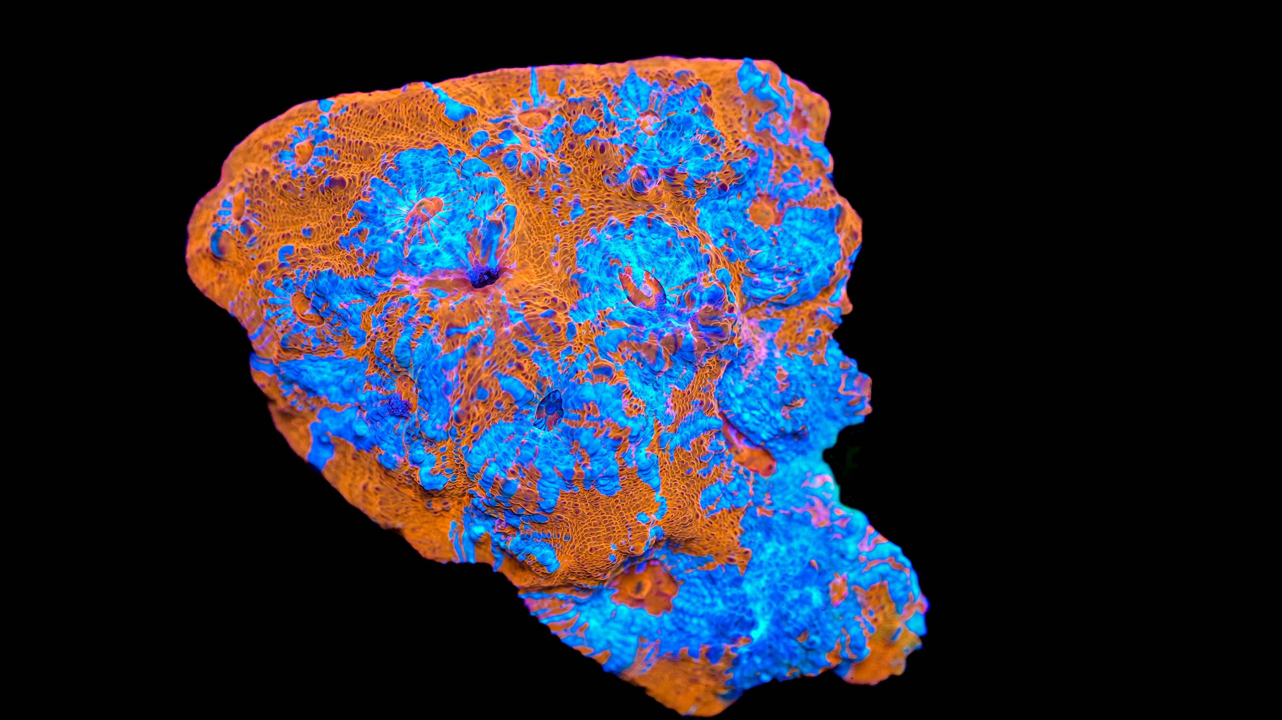 Wysiwyg Chalice Coral