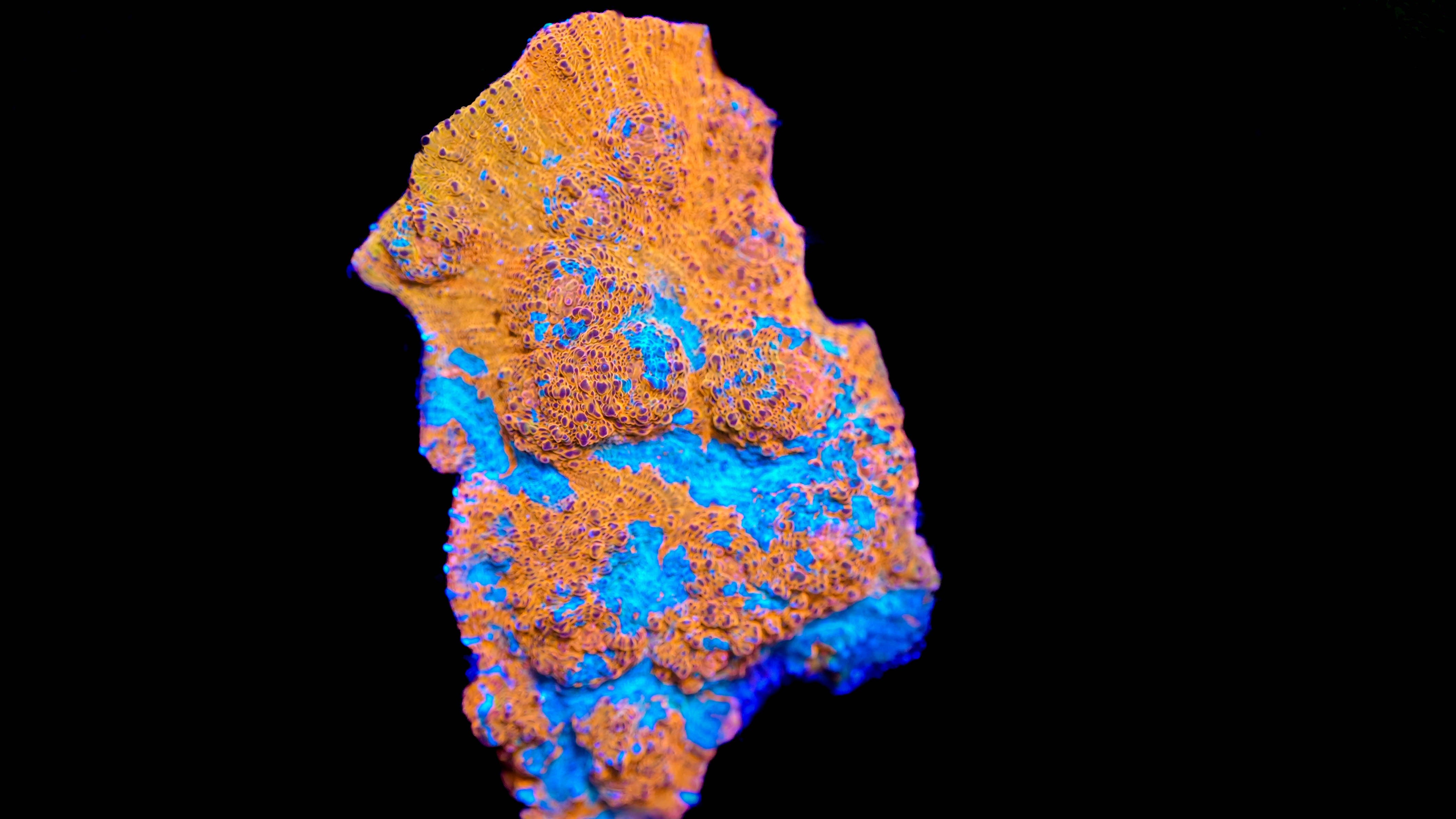 Wysiwyg Chalice Coral