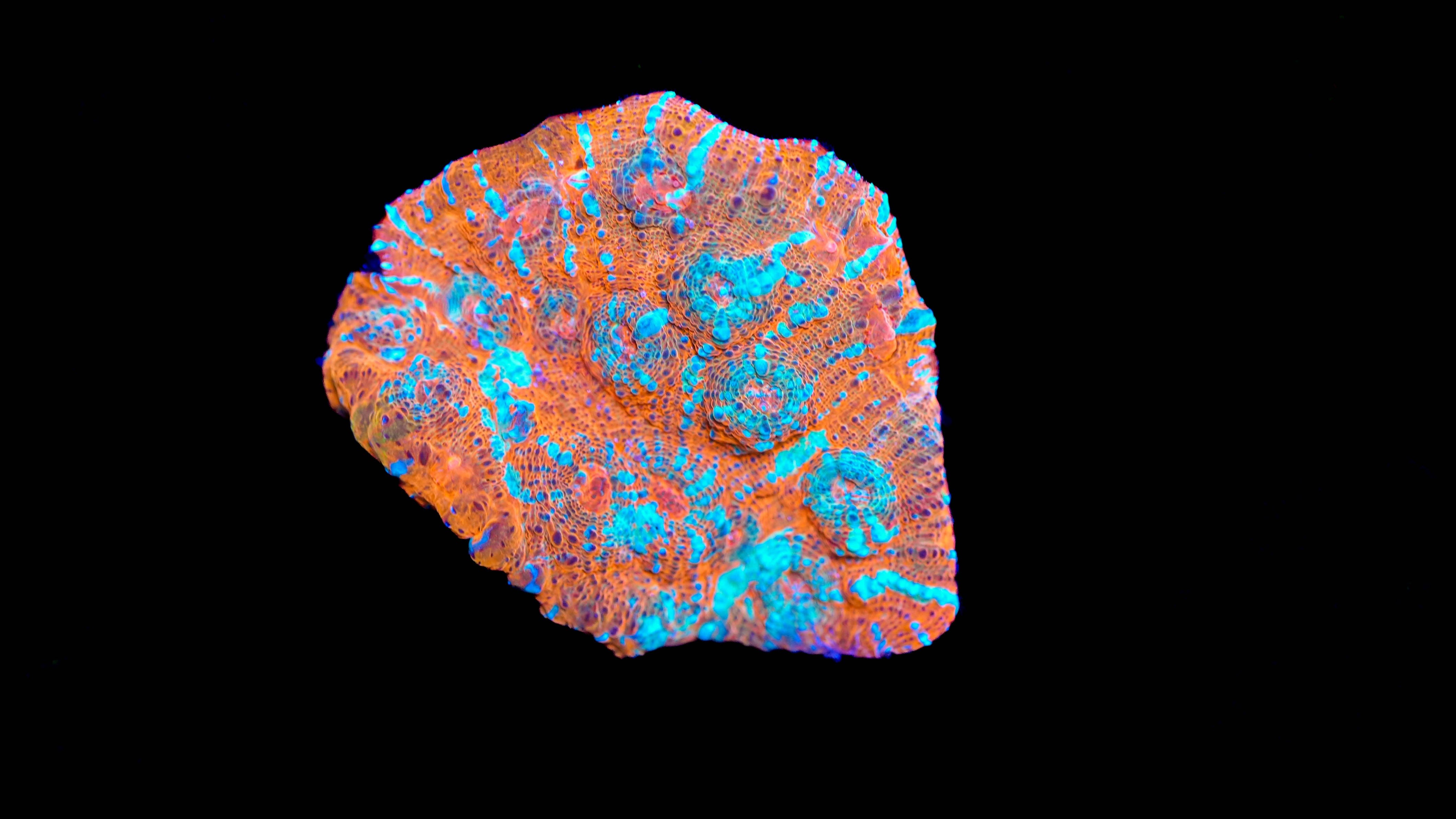 Wysiwyg Chalice Coral 15