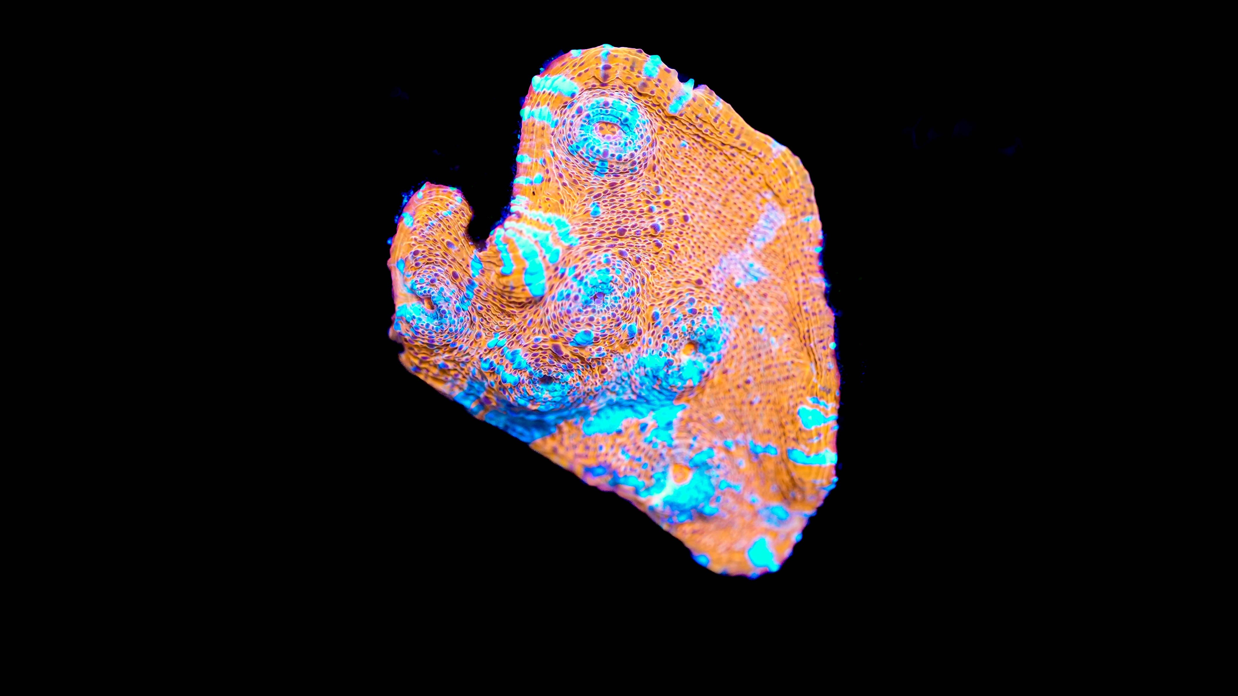 Wysiwyg Chalice Coral 17